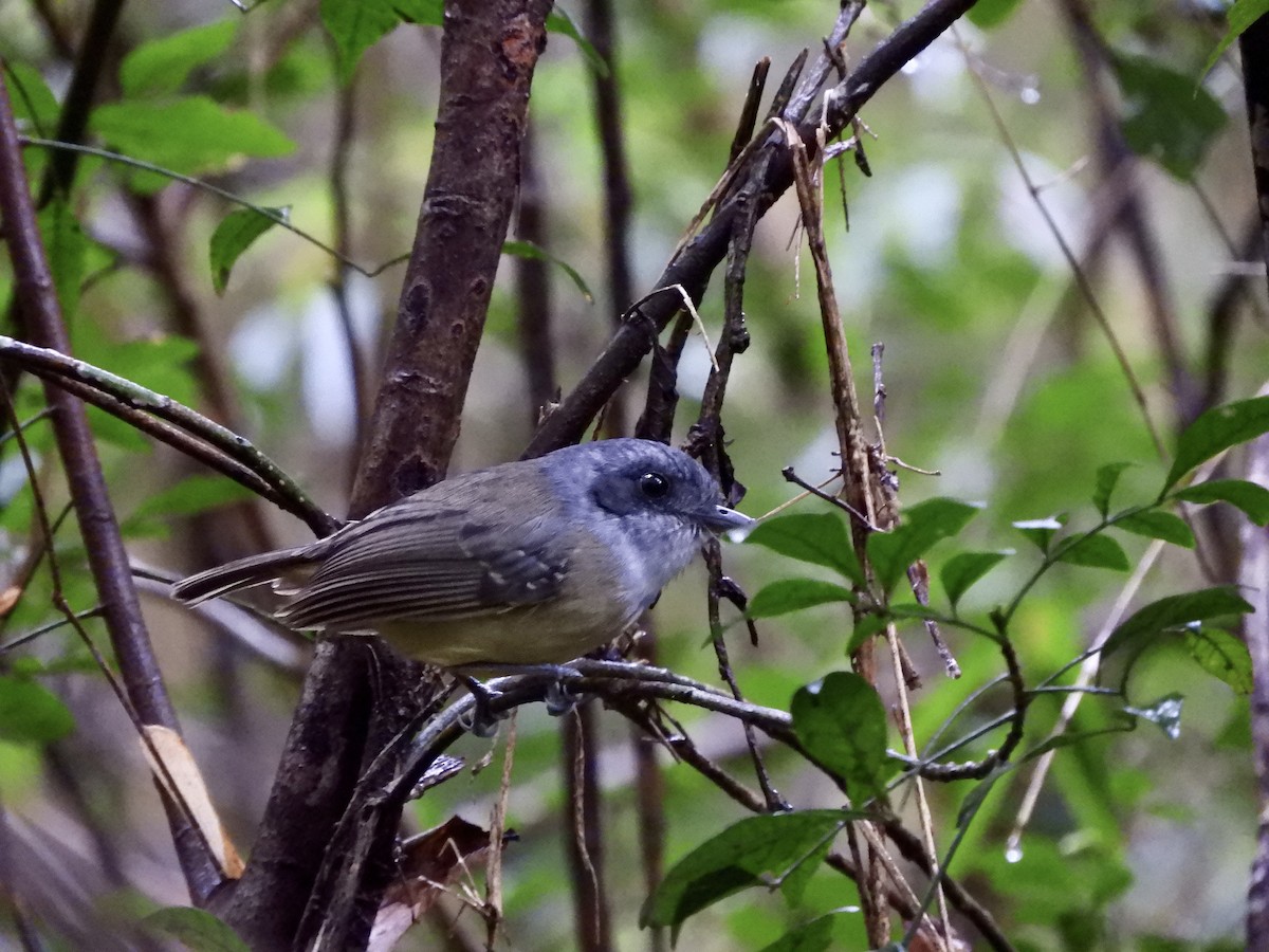 Plain Antvireo - ML621493919