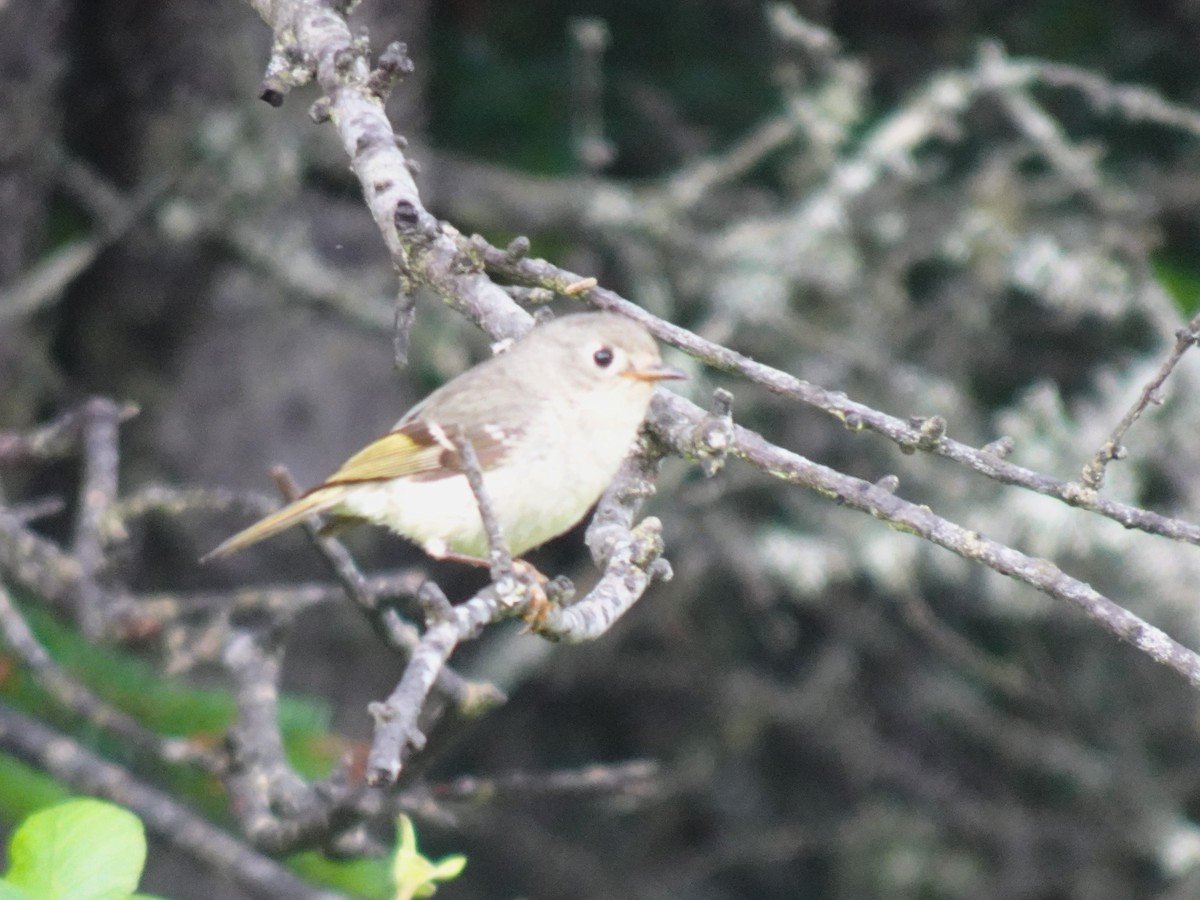 Ruby-crowned Kinglet - ML621493985