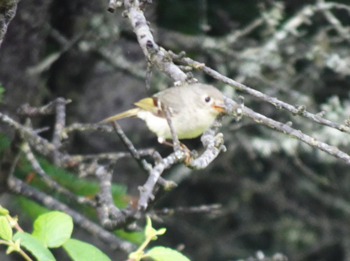 Ruby-crowned Kinglet - Barbara O'Neill