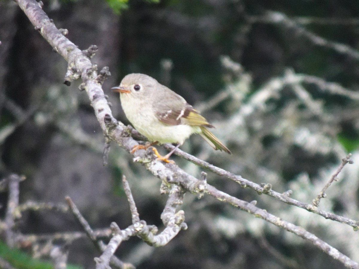 Ruby-crowned Kinglet - ML621494001