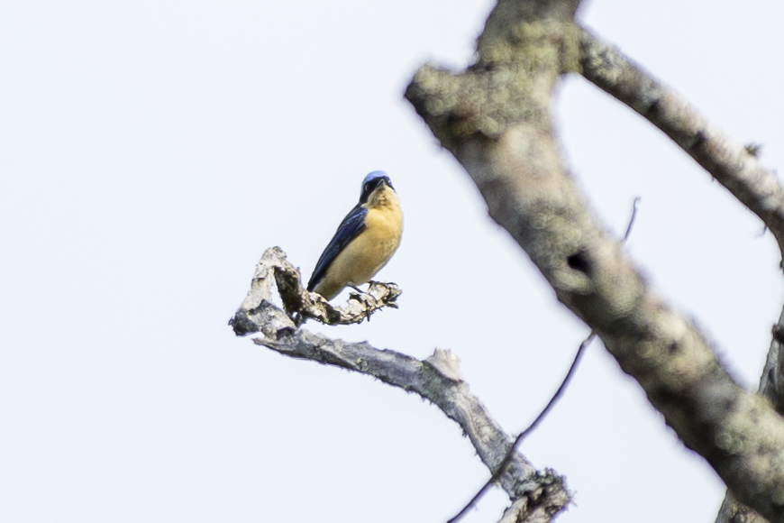 Fawn-breasted Tanager - ML621494003