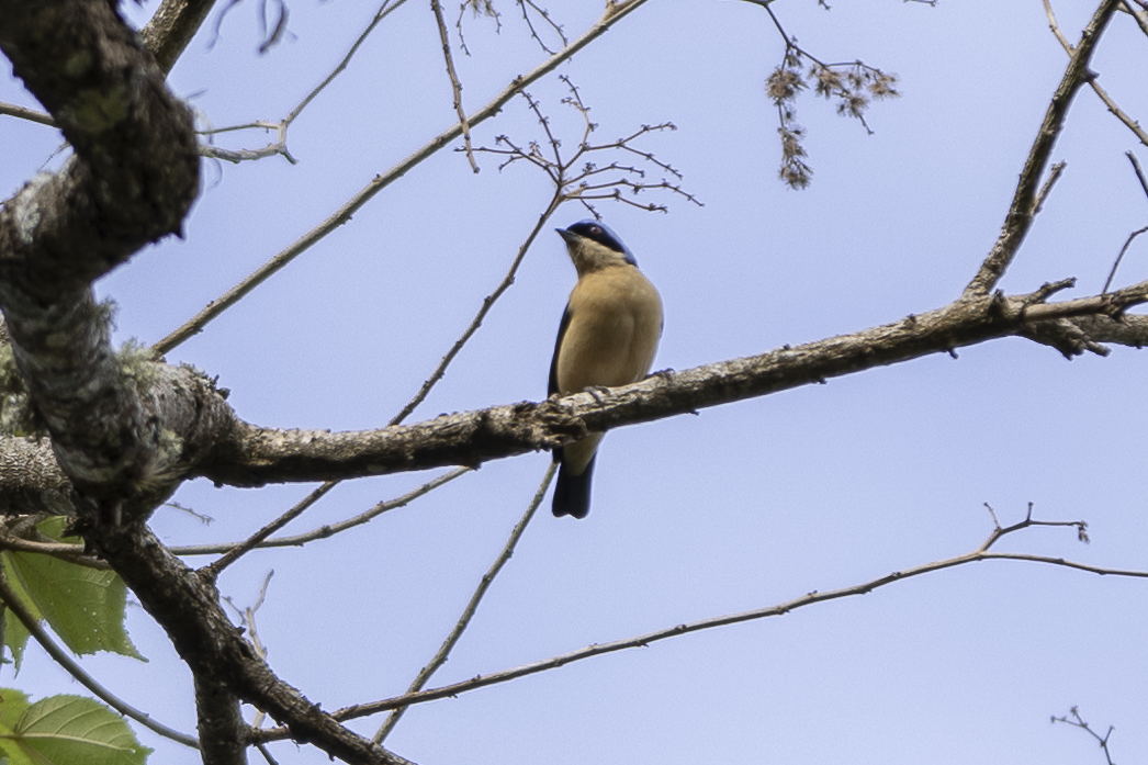 Fawn-breasted Tanager - ML621494004