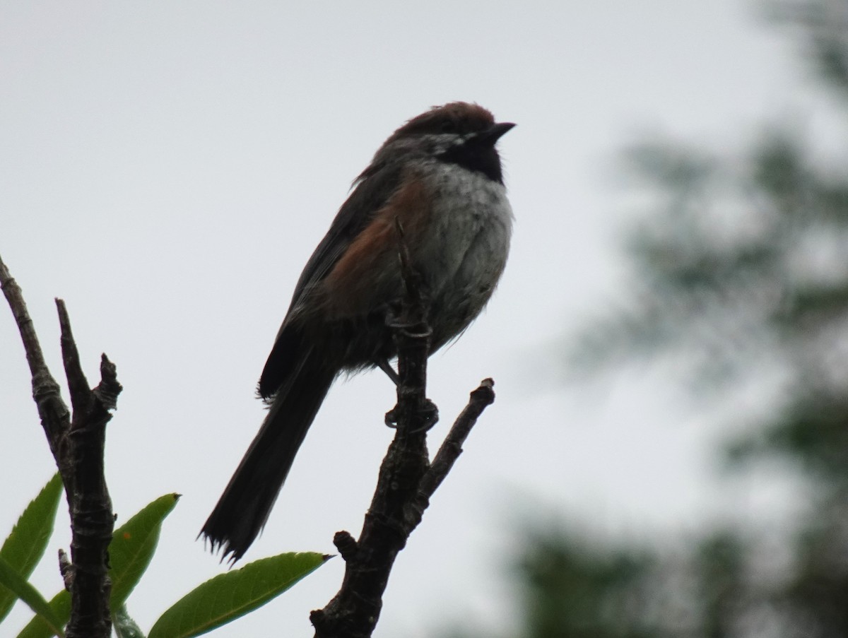 Mésange à tête brune - ML621494008