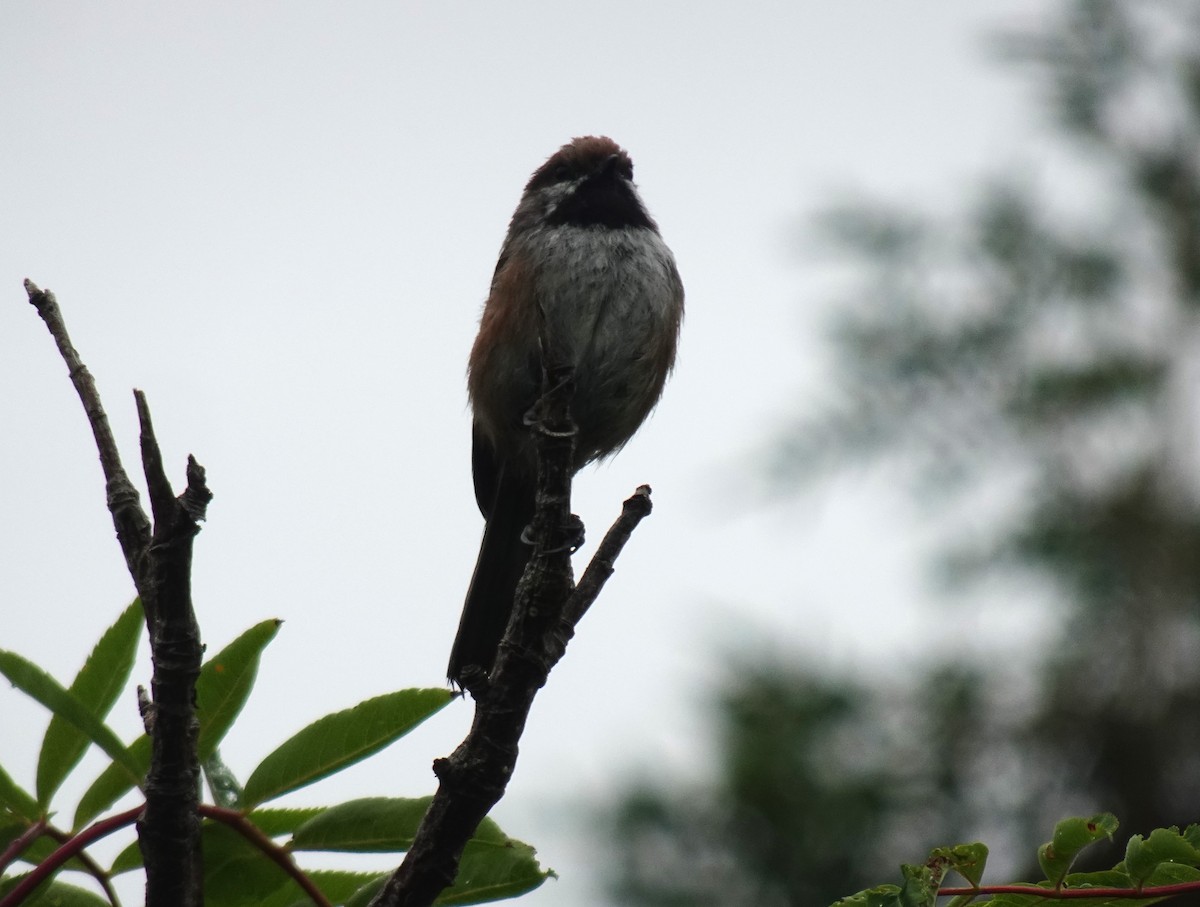 Boreal Chickadee - ML621494010