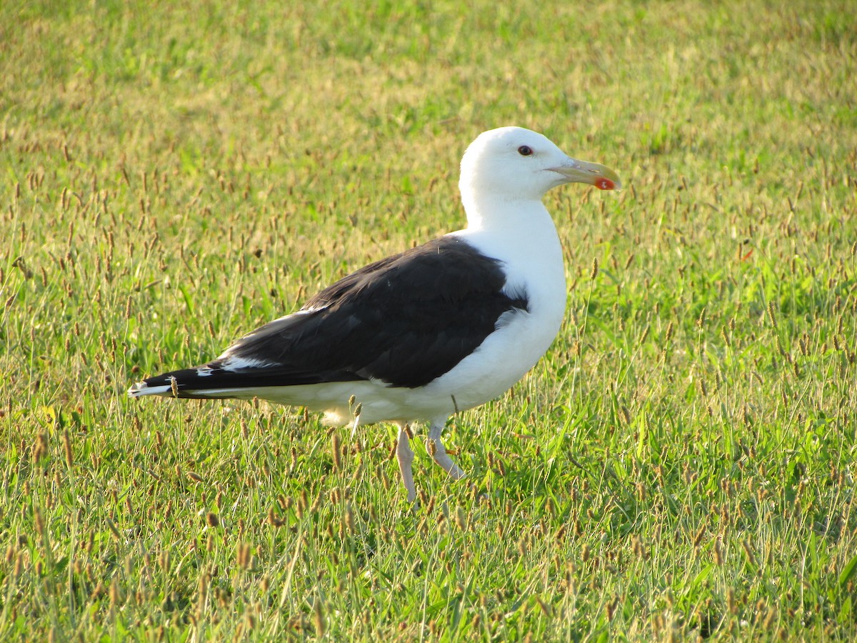 Great Black-backed Gull - ML621494035