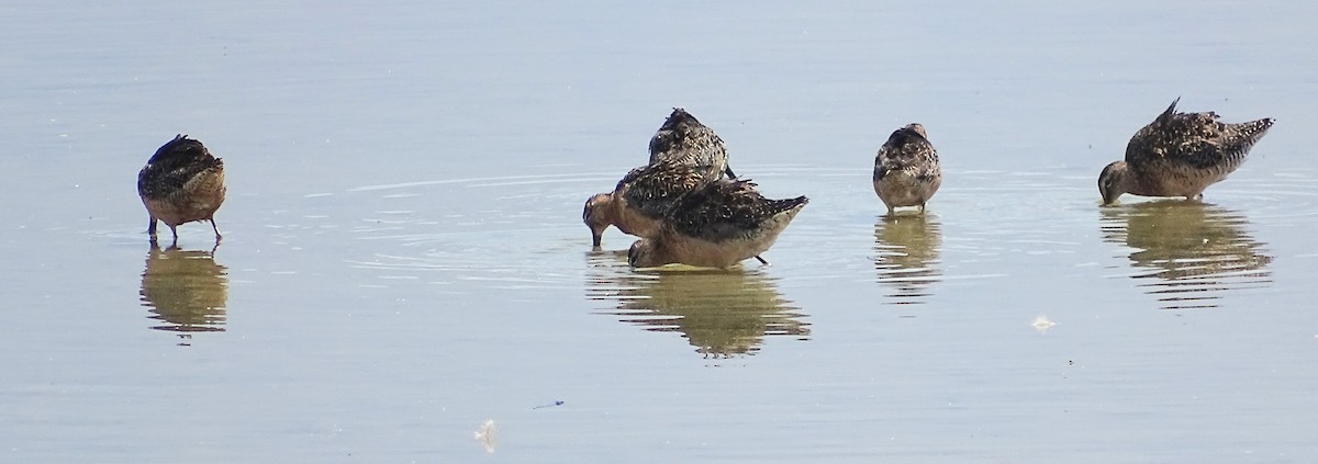 Long-billed Dowitcher - ML621494071