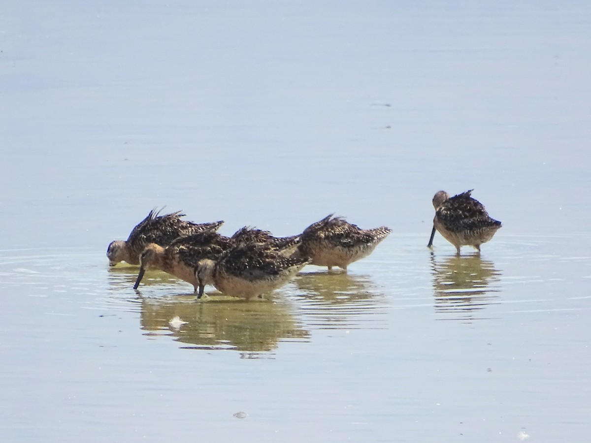 Long-billed Dowitcher - ML621494072