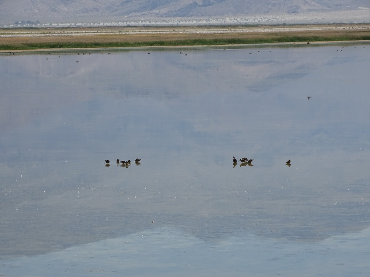 Long-billed Dowitcher - ML621494073