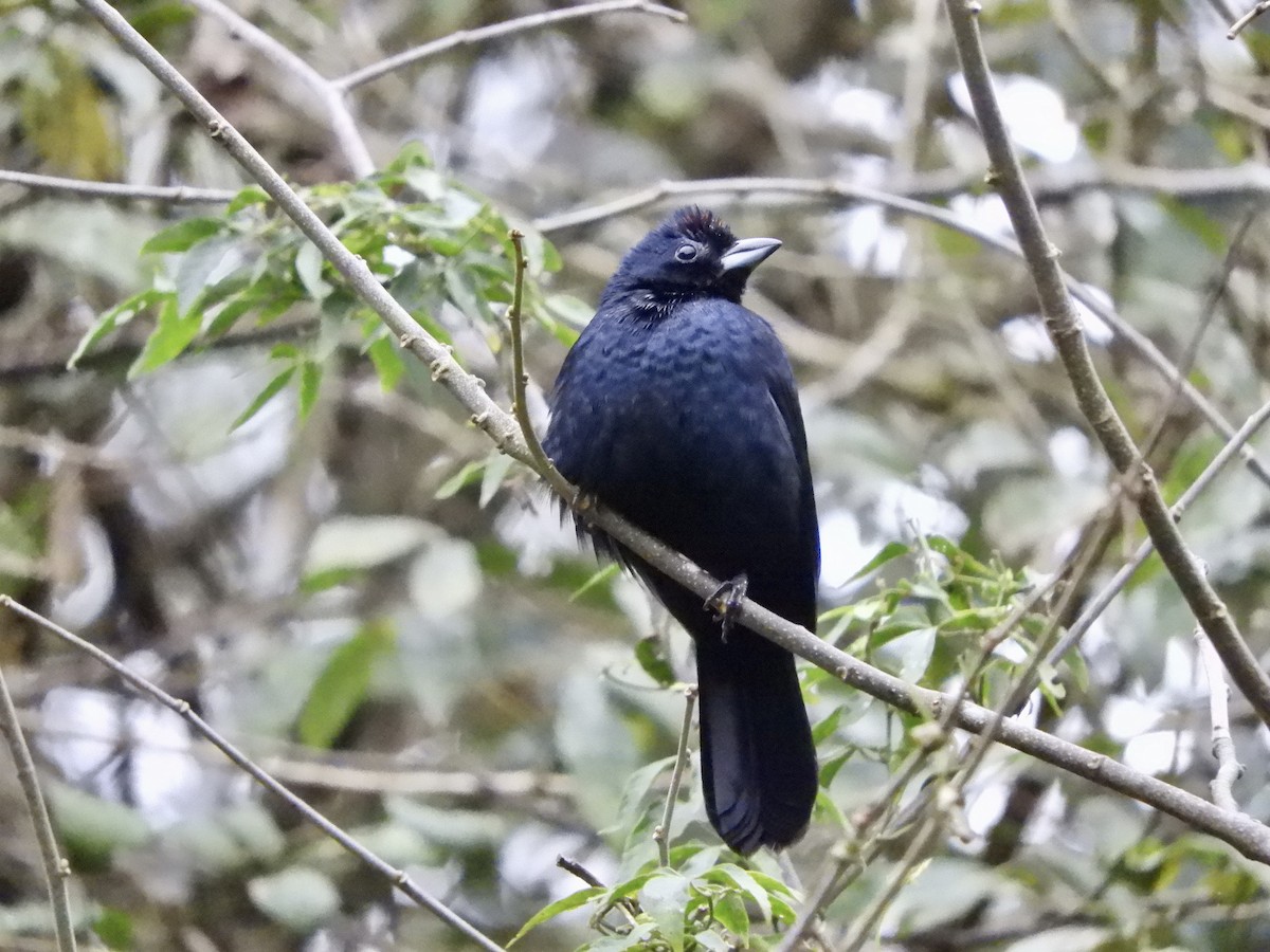 Ruby-crowned Tanager - ML621494084