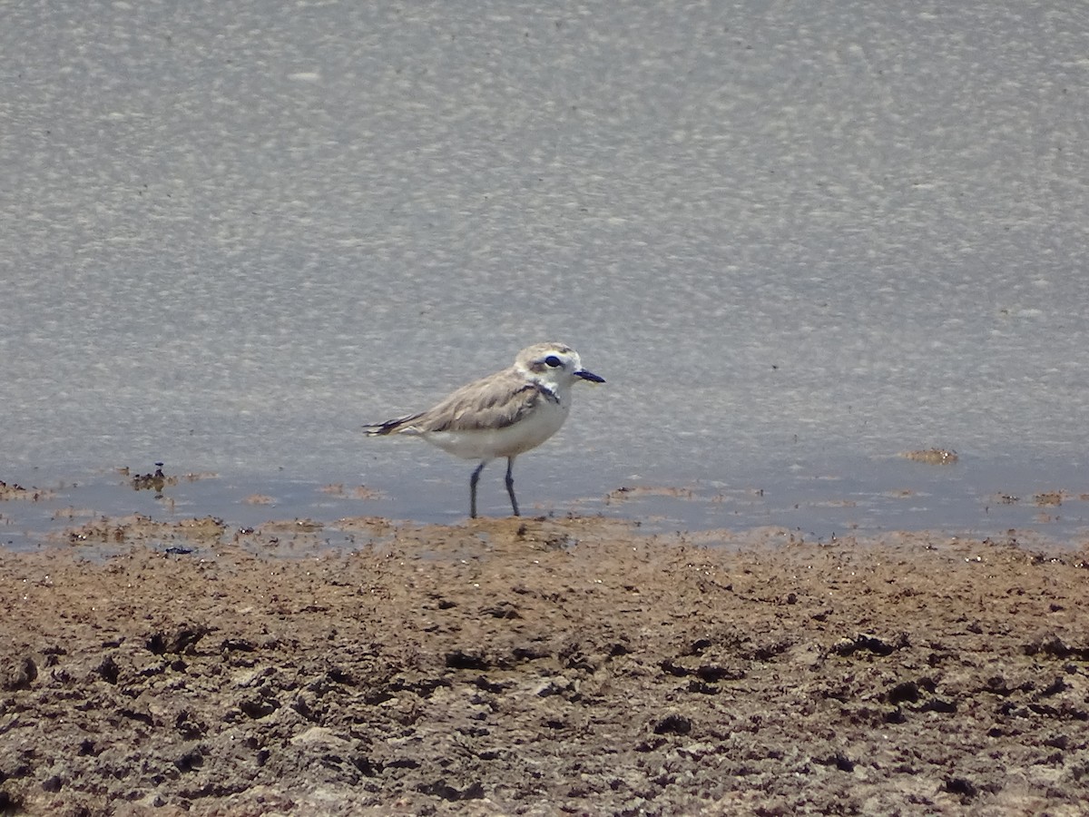 Snowy Plover - ML621494095