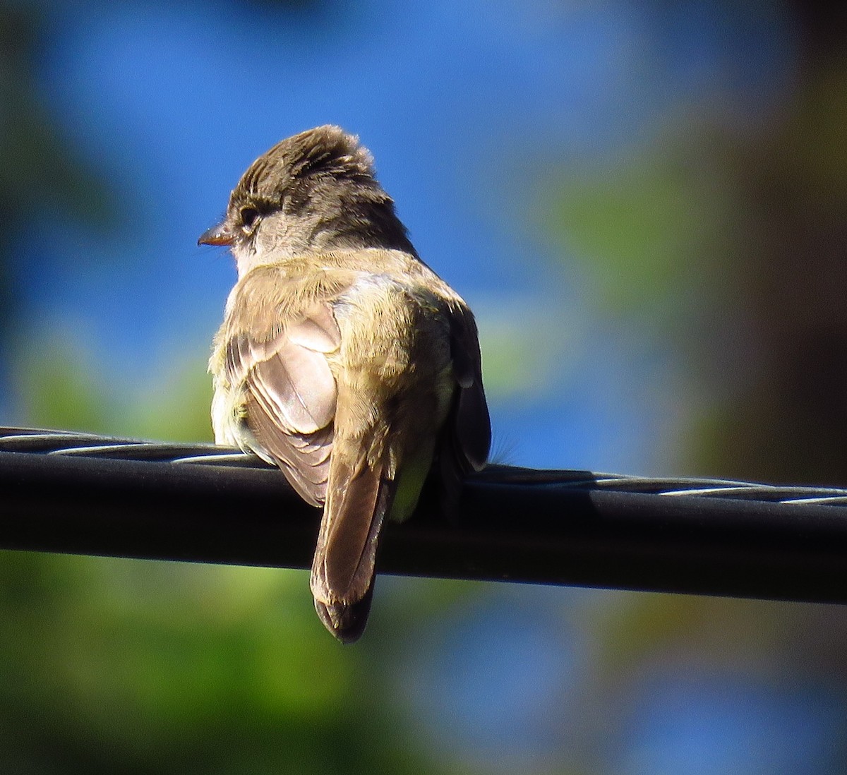 Willow Flycatcher - ML62149411