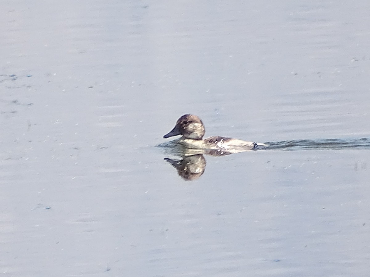 Bufflehead - ML621494120