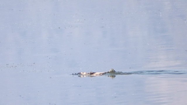 Bufflehead - ML621494121