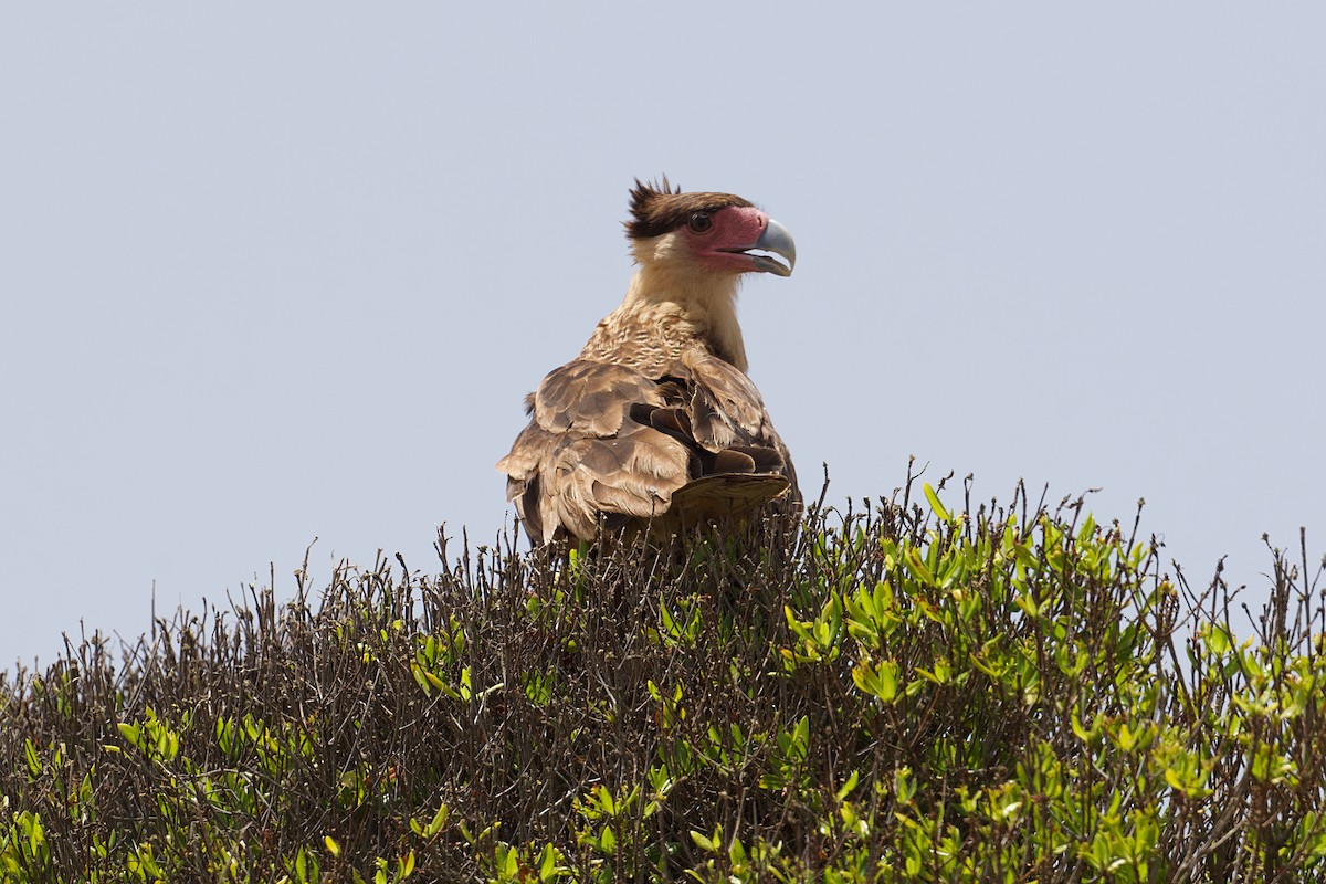 Crested Caracara (Northern) - ML621494130