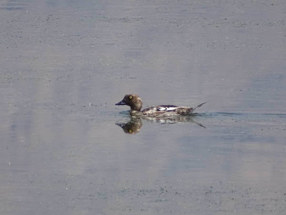 Common Goldeneye - ML621494136