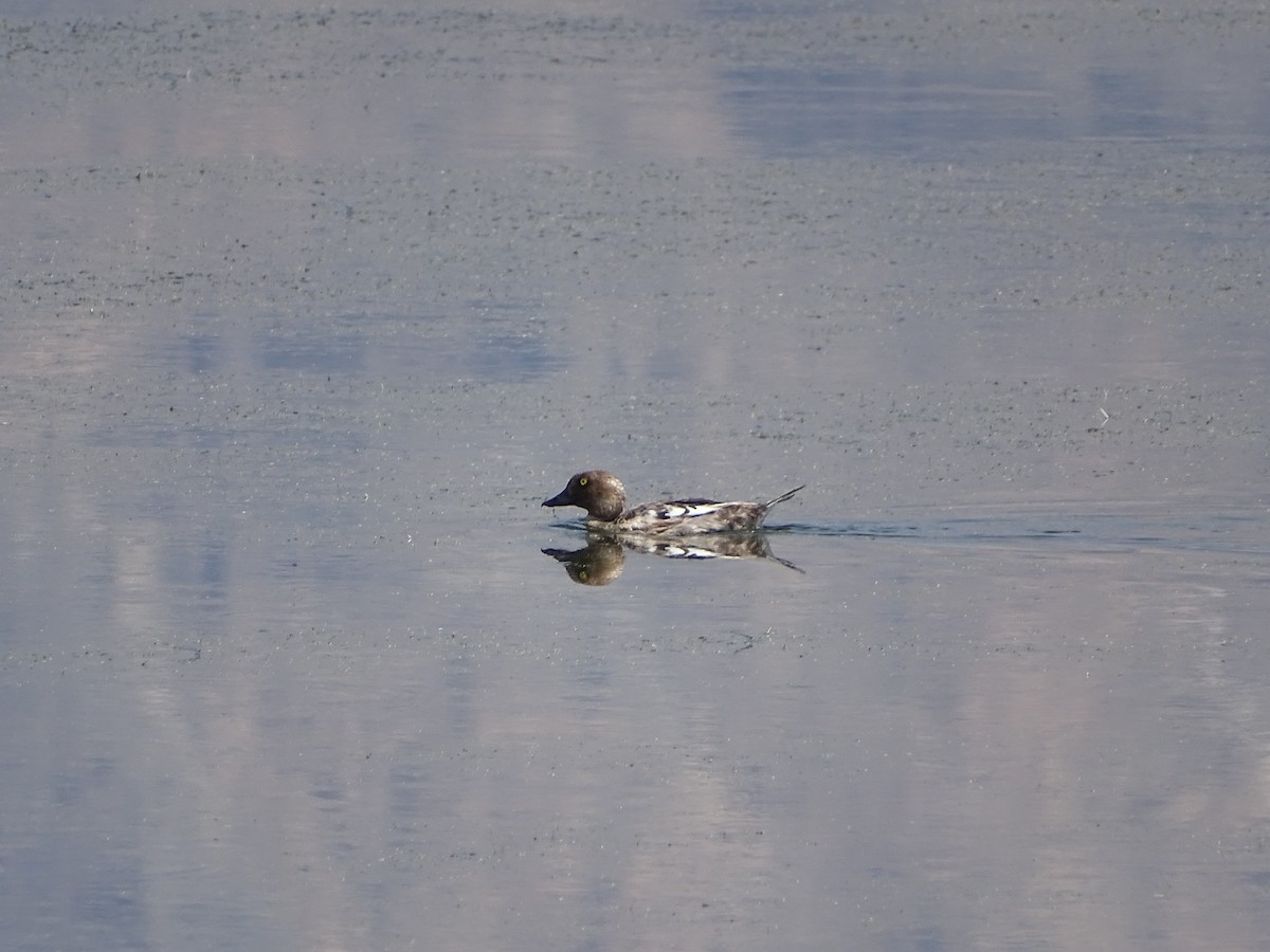 Common Goldeneye - ML621494138