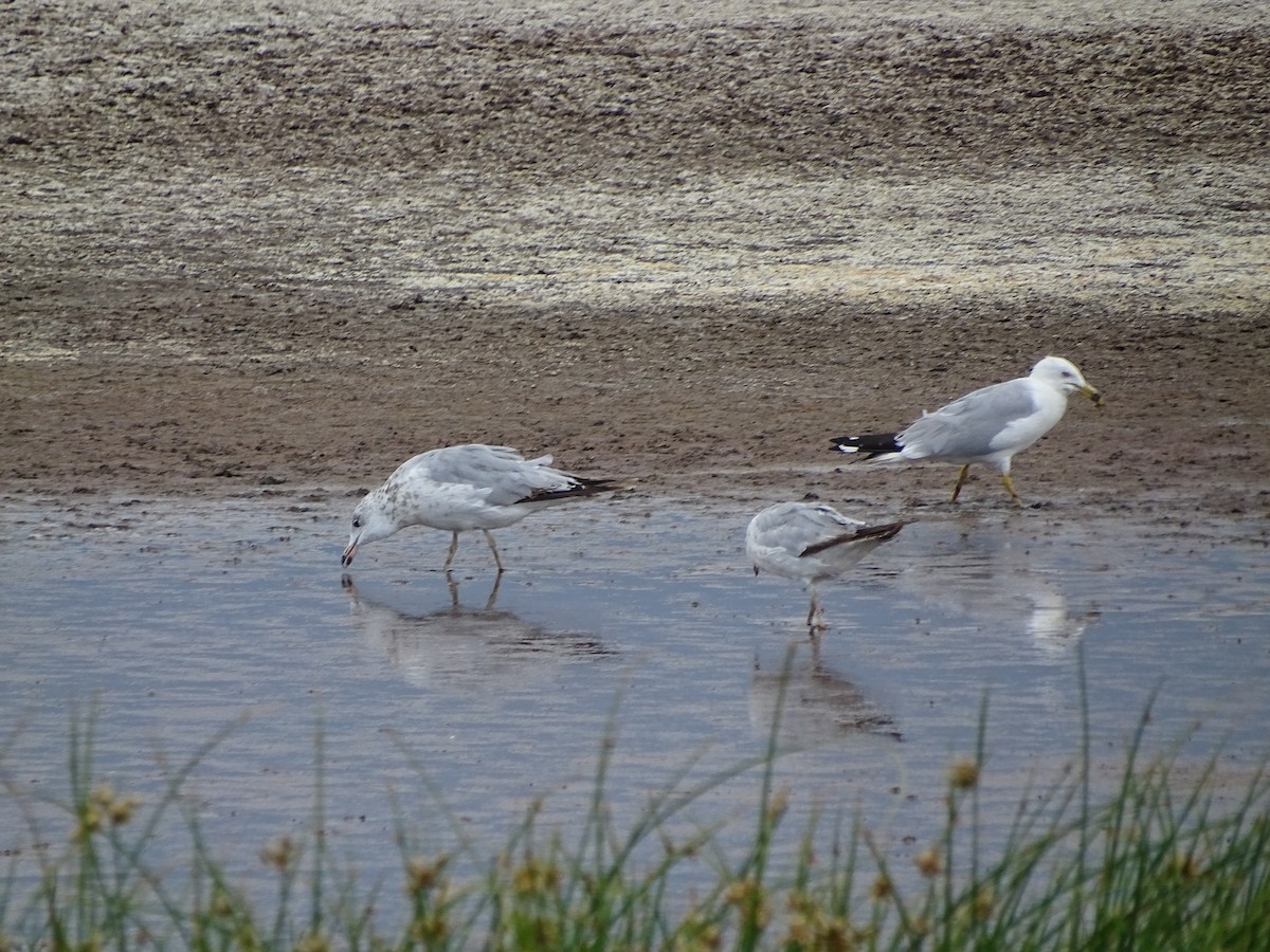 Ring-billed Gull - ML621494158