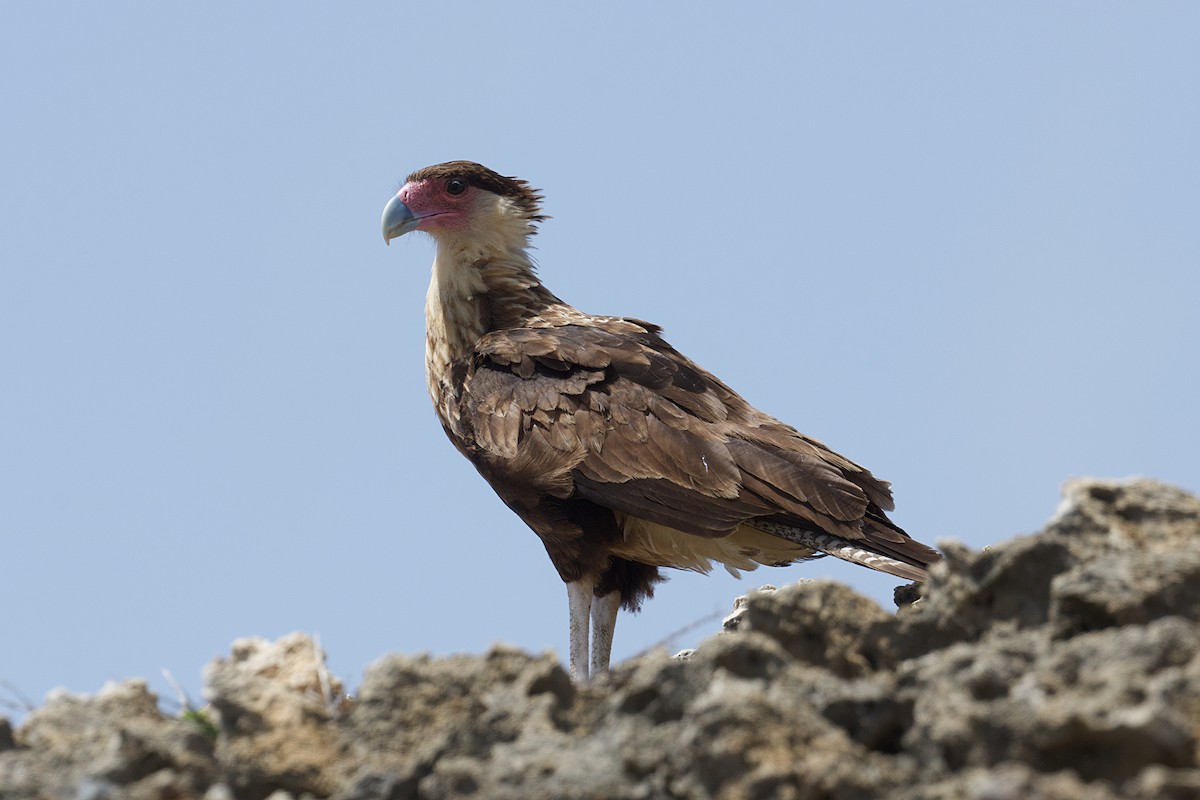 Crested Caracara (Northern) - ML621494161