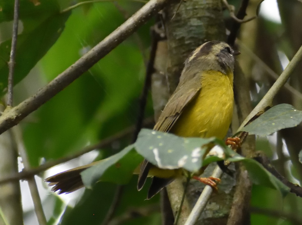 Golden-crowned Warbler - Ken Feng