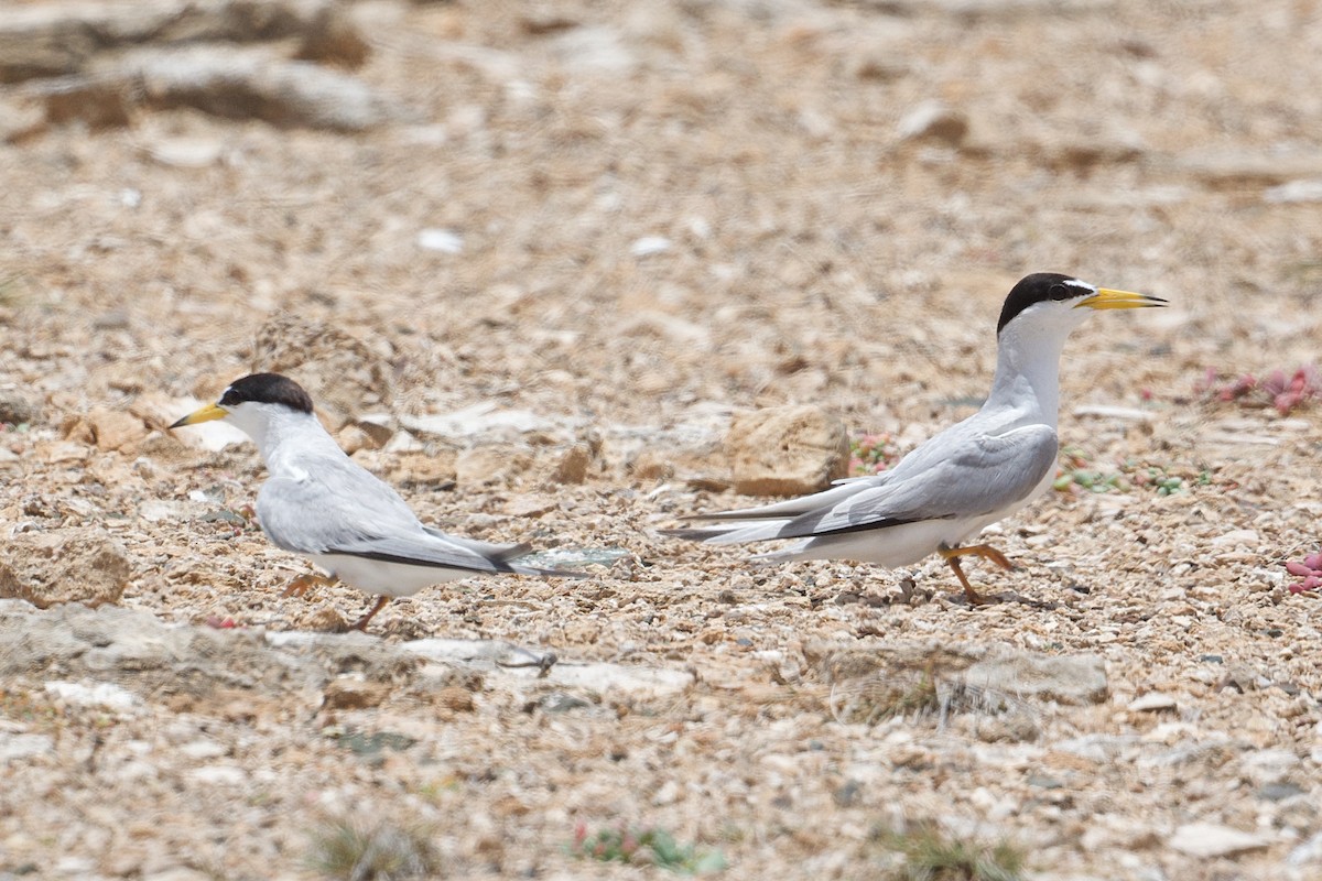 Least Tern - ML621494307