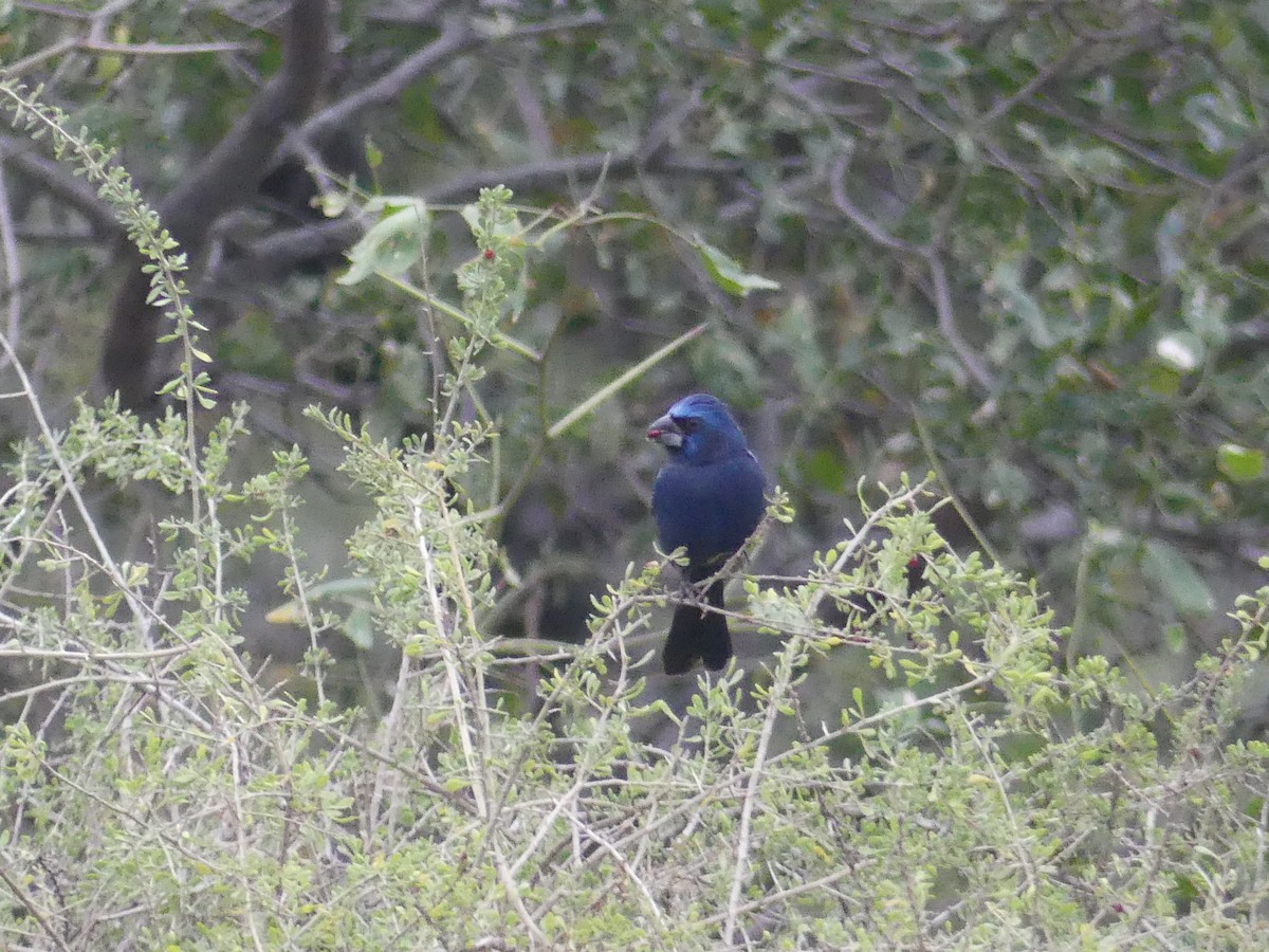 Ultramarine Grosbeak - ML621494314