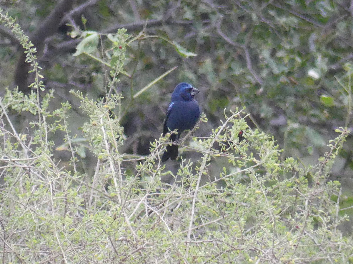 Ultramarine Grosbeak - ML621494316