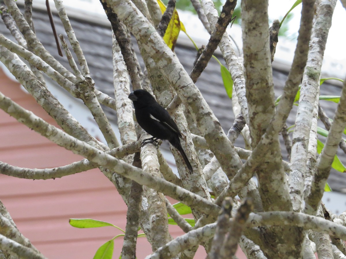 Grand Cayman Bullfinch - ML621494360