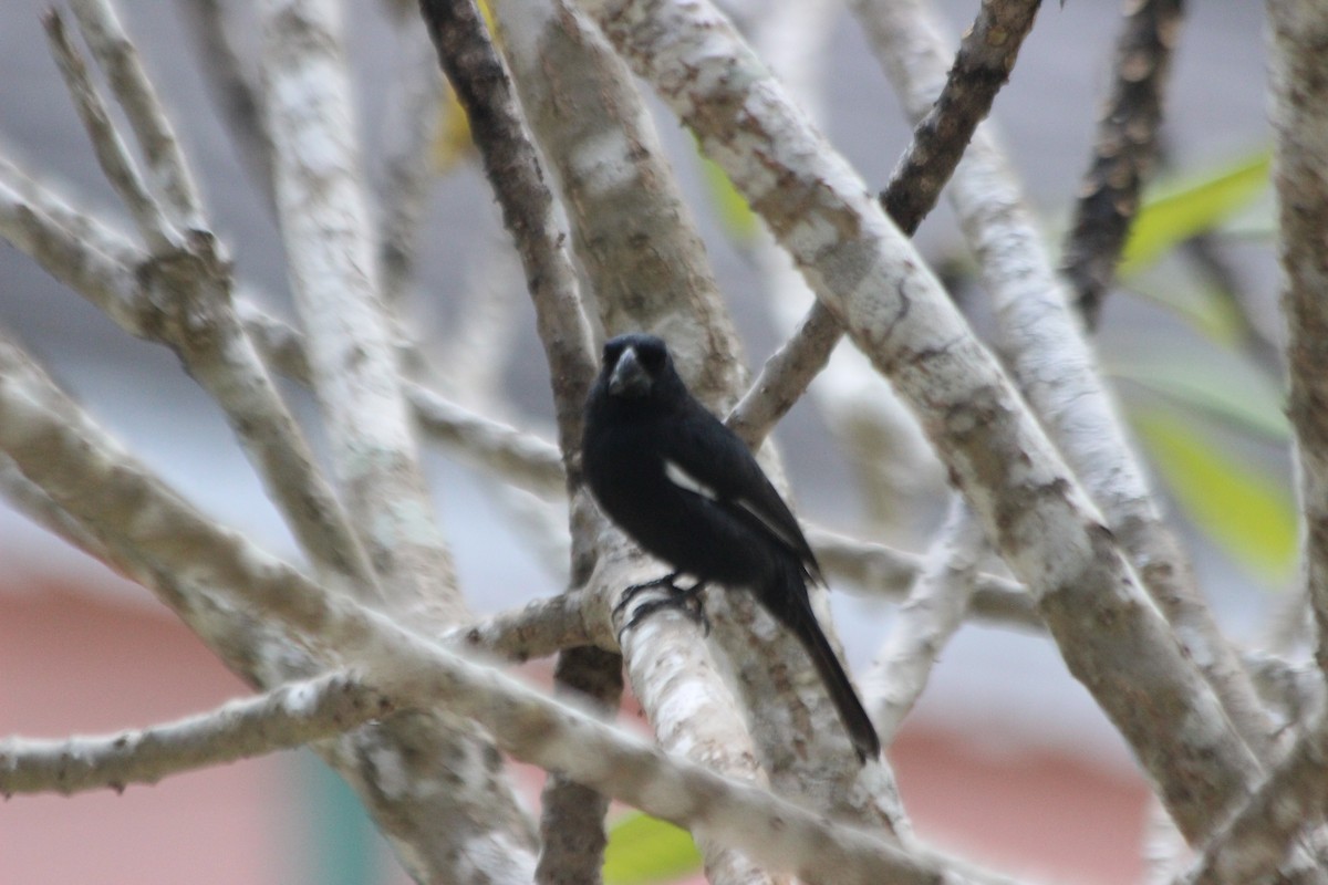 Grand Cayman Bullfinch - ML621494369