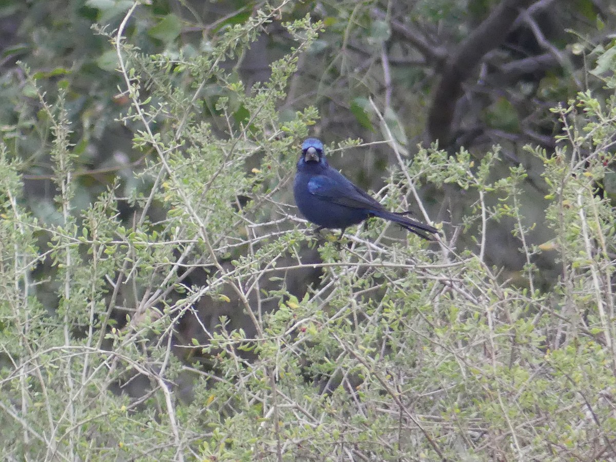 Ultramarine Grosbeak - ML621494388