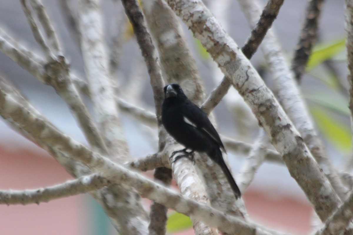 Grand Cayman Bullfinch - ML621494392