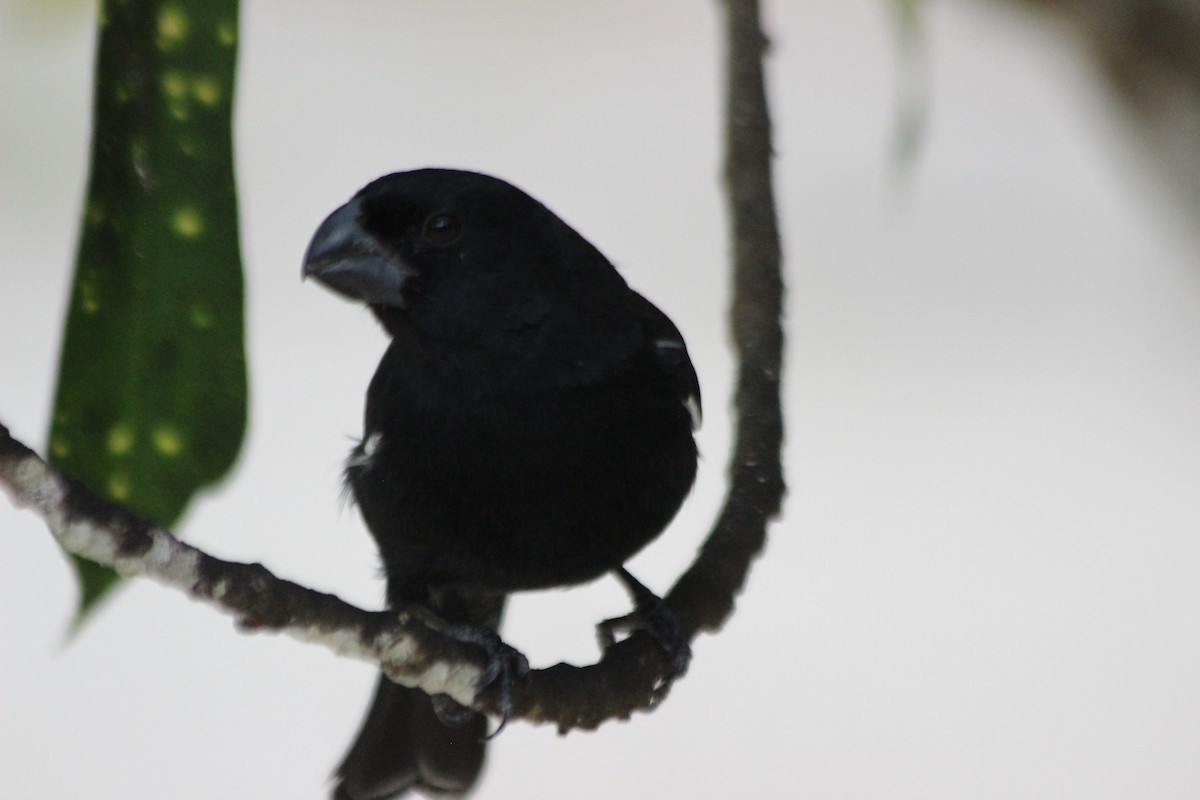 Grand Cayman Bullfinch - ML621494408