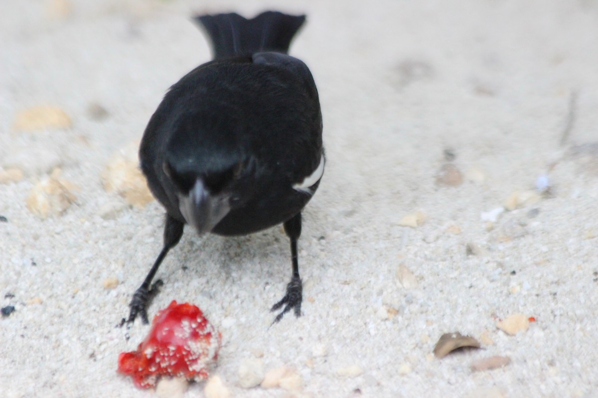 Grand Cayman Bullfinch - ML621494423