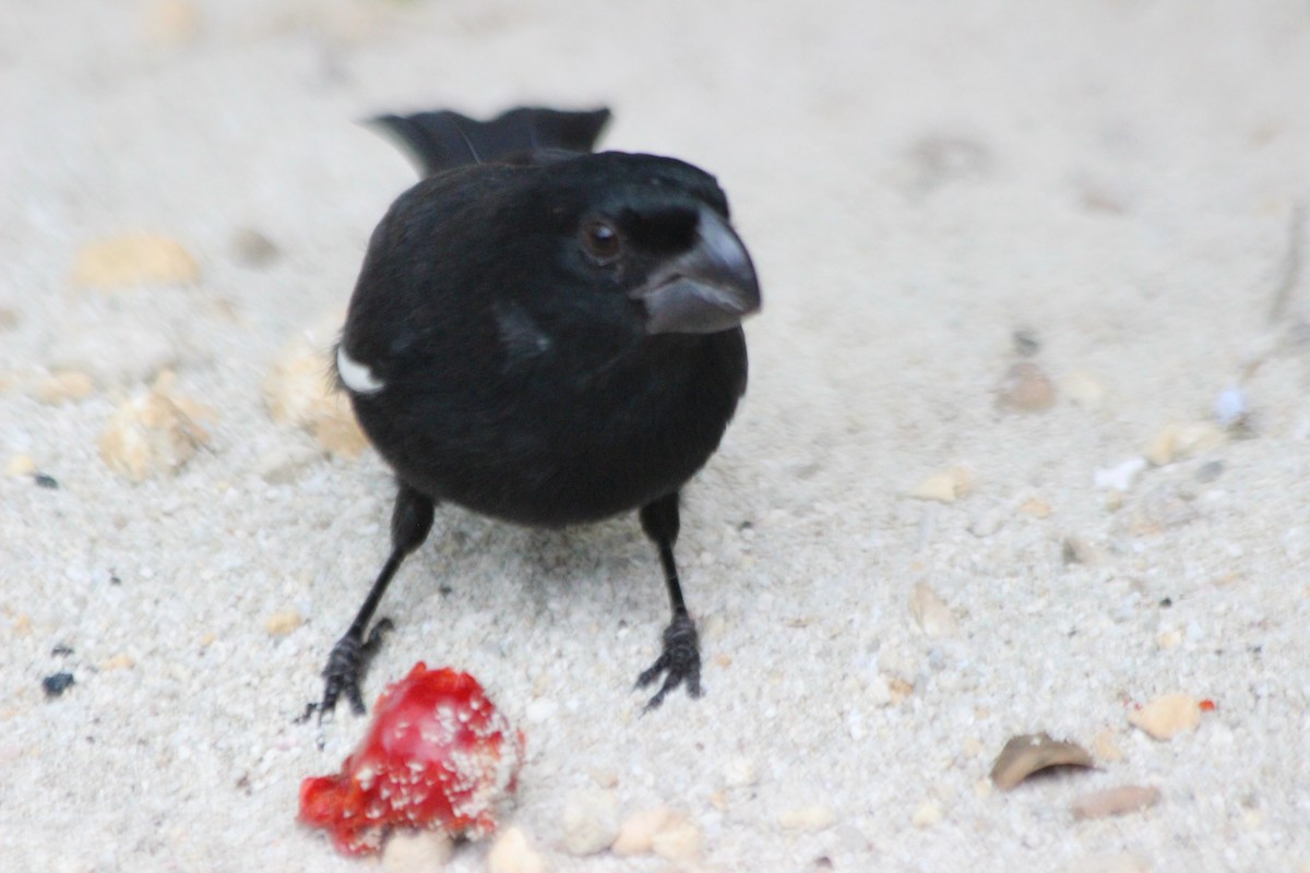 Grand Cayman Bullfinch - ML621494438