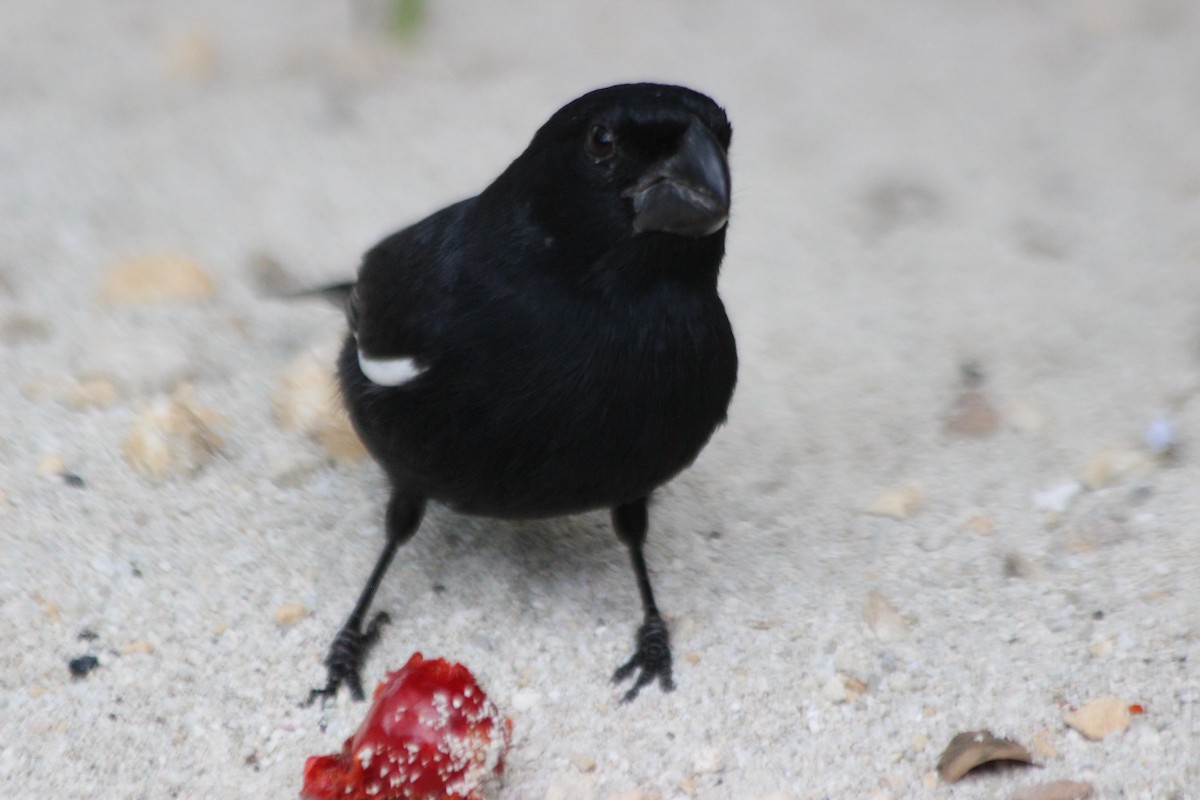 Grand Cayman Bullfinch - ML621494447