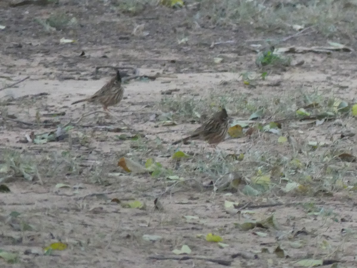 Lark-like Brushrunner - ML621494538