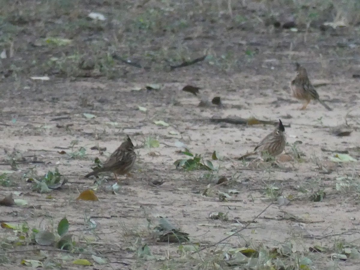 Lark-like Brushrunner - ML621494540