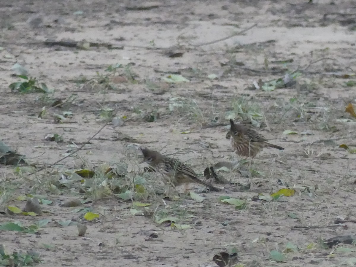 Lark-like Brushrunner - ML621494541