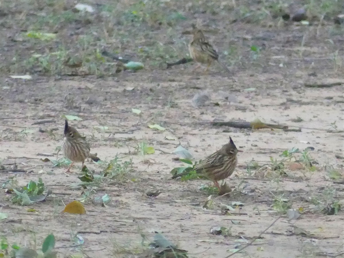 Lark-like Brushrunner - ML621494564