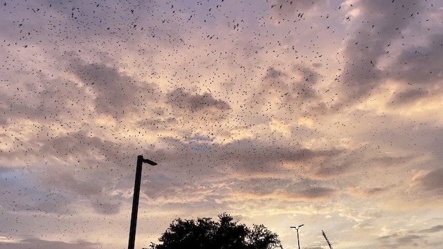 Purple Martin - ML621494572