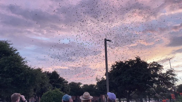 Purple Martin - ML621494683