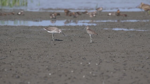 willetsnipe (semipalmata) - ML621494705