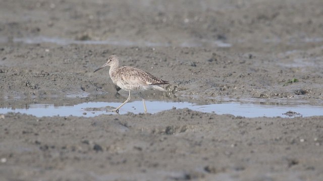 Chevalier semipalmé (inornata) - ML621494713