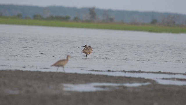 Long-billed Curlew - ML621494730