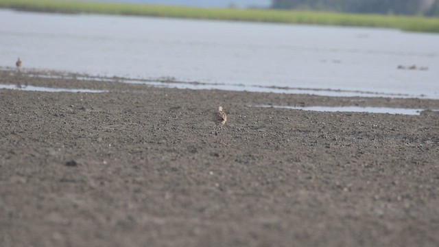 Long-billed Curlew - ML621494731