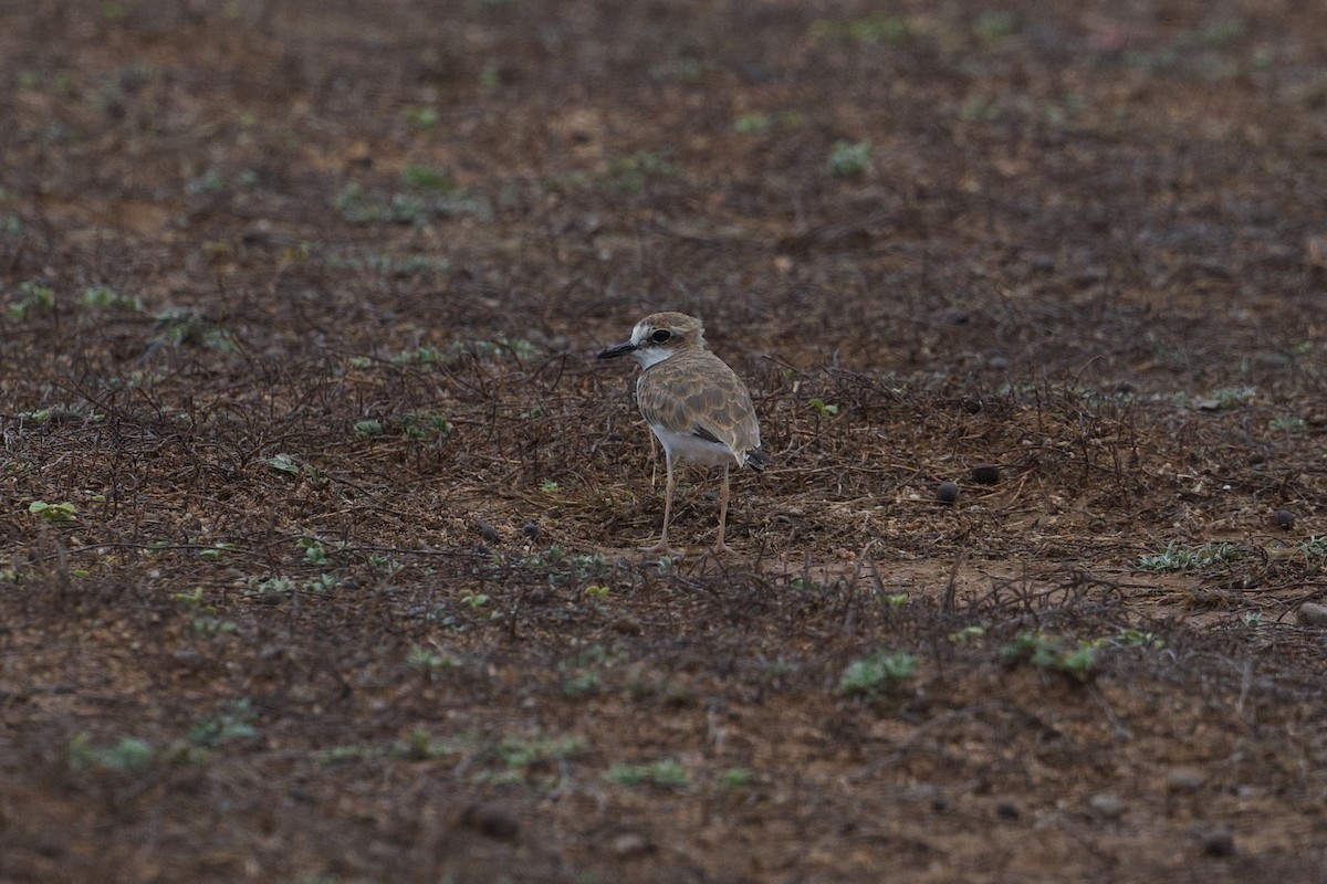 Collared Plover - ML621494750