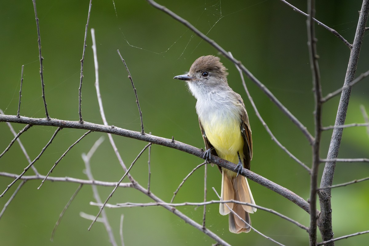 Nutting's Flycatcher - ML621494785