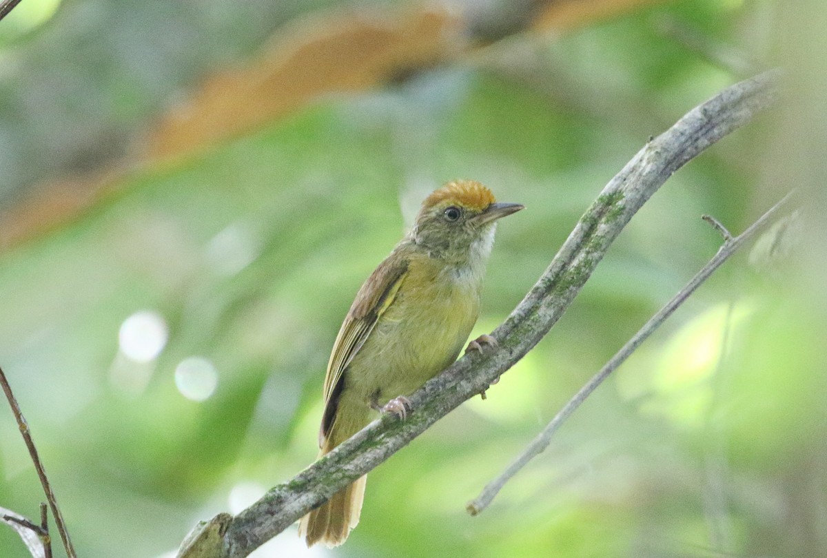 Tawny-crowned Greenlet - ML621494840