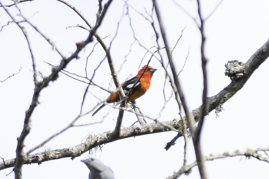 White-winged Tanager - ML621494925