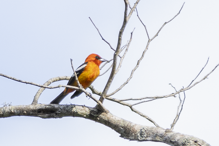 White-winged Tanager - ML621494926