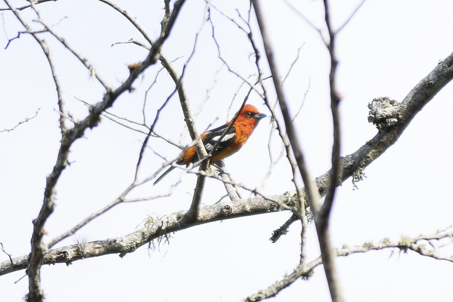 White-winged Tanager - ML621494928